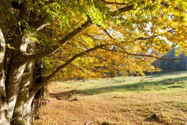 Ağaçlar Sonbahar sezonu arka planda. Doğada güzellik. Sonbahar lansdscape