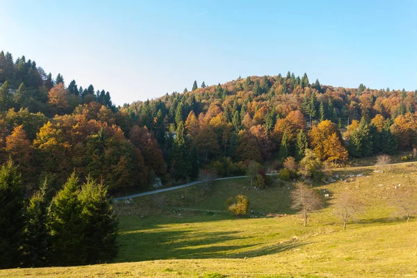 秋のシーズンの背景の木 自然の美しさ Lansdscape — ストック写真