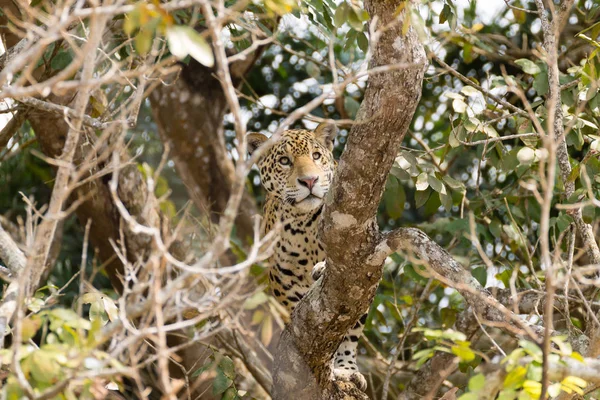 Jaguar Aan Oever Van Rivier Vanuit Pantanal Brazilië Wilde Braziliaanse — Stockfoto