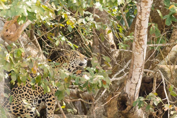 Jaguar Brzegu Rzeki Pantanal Brazylia Dziki Brazylijski Kociak Natura Dzika — Zdjęcie stockowe