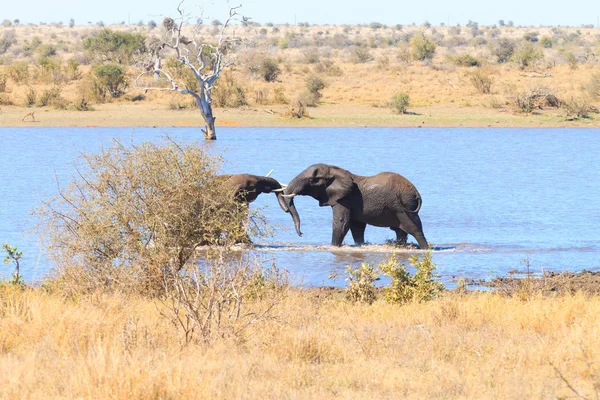 Couple of Elephants fighting inside water from Kruger National Park, South Africa. African wildlife. Loxodonta africana