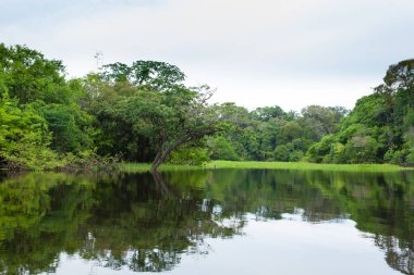 Amazon yağmur ormanlarından Panorama, Brezilya 'nın sulak arazisi. Yönlendirilebilir göl. Güney Amerika dönüm noktası. Amazonia