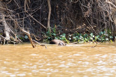 Brezilya, Pantanal sulak alanından gelen dev su samuru. Brezilya yaban hayatı. Pteronura brasiliensis
