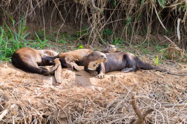 Brezilya, Pantanal sulak alanından gelen dev su samuru. Brezilya yaban hayatı. Pteronura brasiliensis