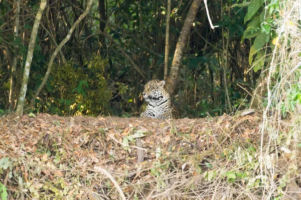 Jaguar Orillas Del Río Pantanal Brasil Felino Brasileño Salvaje Naturaleza — Foto de Stock