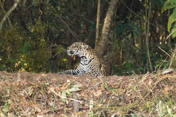 Jaguar Rivieroever Van Pantanal Brazilië Wild Braziliaanse Katachtige Natuur Wildlife — Stockfoto