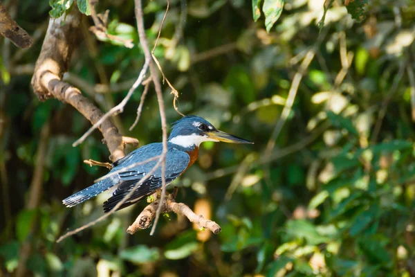 Ringed Kingfisher Nature Pantanal Brasil Vida Selvagem Brasileira — Fotografia de Stock