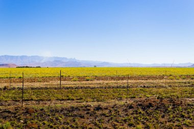 Güney Afrika'dan yolda ejderhanın dağlara manzara. Drakensberg panorama.