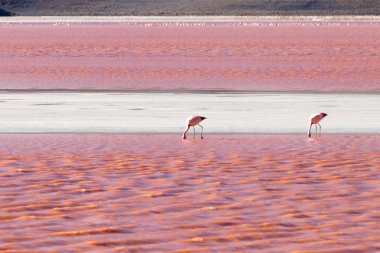 Laguna Colorada flamingolar, Bolivya. Platolarının flamingo. And yaban hayatı. Kırmızı lagoon