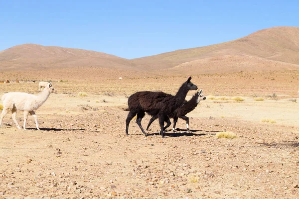 Reproducción Llamas Bolivianas Meseta Andina Bolivia — Foto de Stock