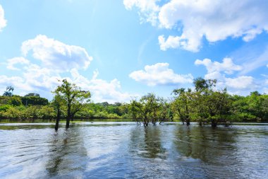 Amazon yağmur ormanlarından Panorama, Brezilya 'nın sulak arazisi. Yönlendirilebilir göl. Güney Amerika dönüm noktası. Amazonia