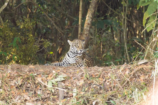 在从巴西潘塔纳尔湿地 河岸上的捷豹 巴西的野生猫科动物 自然和野生动物 美洲虎 — 图库照片