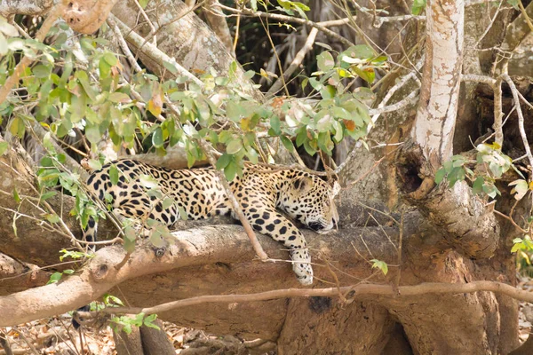 Jaguar Margem Rio Pantanal Brasil Felino Selvagem Brasileiro Natureza Vida — Fotografia de Stock