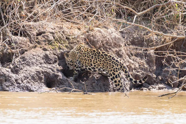 Jaguar Riverbank Pantanal Brazil Wild Brazilian Feline Nature Wildlife — Stock Photo, Image