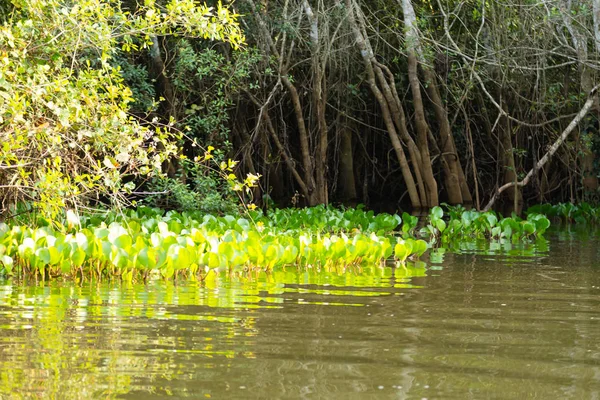 Panoráma Pantanalból Brazil Lápvidék Navigálható Lagúna Dél Amerika Mérföldkő — Stock Fotó