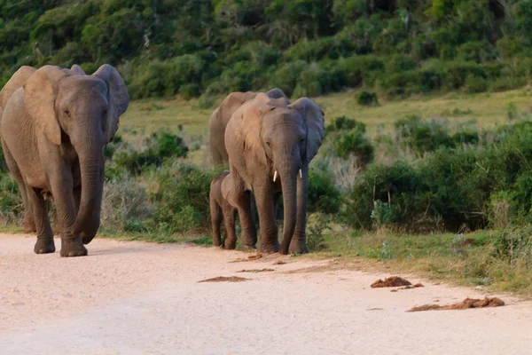 Family Elephants Addo Elephant National Park South Africa African Wildlife — Stock Photo, Image