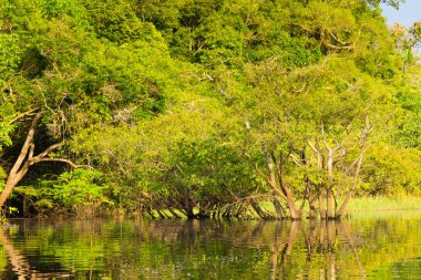 Amazon yağmur ormanlarından Panorama, Brezilya 'nın sulak arazisi. Yönlendirilebilir göl. Güney Amerika dönüm noktası. Amazonia