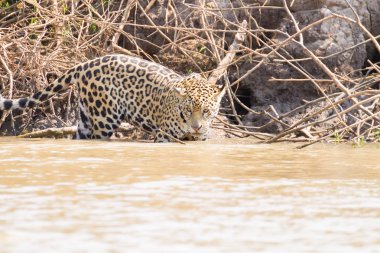 Brezilya, Pantanal 'dan nehir kenarındaki Jaguar. Vahşi Brezilya kedisi gibi. Doğa ve vahşi yaşam