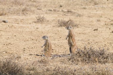 Cape sincap ayakta zemin. Dağ zebra national park, Güney Afrika. Safari ve yaban hayatı
