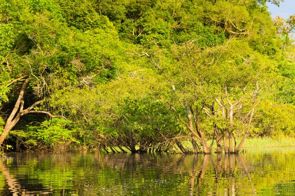 Panorama Selva Amazónica Región Húmeda Brasileña Laguna Navegable Hito Sudamérica — Foto de Stock