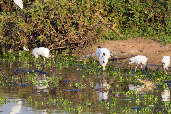 Schöne Landschaft Pantanal Südamerika Brasilien Natur Und Tierwelt Entlang Der — Stockfoto