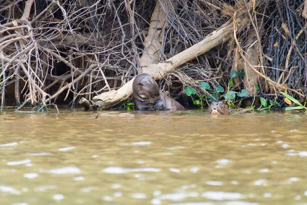 Obrovská Vydra Vodě Mokřadu Pantanal Brazílii Brazilská Divoká Zvěř Pteronura — Stock fotografie