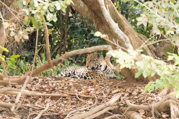 Jaguar Aan Oever Van Rivier Vanuit Pantanal Brazilië Wilde Braziliaanse — Stockfoto