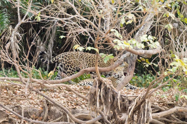 Jaguar Orillas Del Río Pantanal Brasil Felino Brasileño Salvaje Naturaleza —  Fotos de Stock