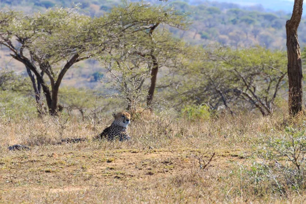 Cheetah Perto Hluhluwe Imfolozi Park África Sul Vida Selvagem Africana — Fotografia de Stock