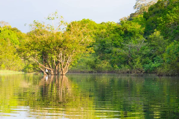 Panorama Selva Amazónica Región Húmeda Brasileña Laguna Navegable Hito Sudamérica — Foto de Stock