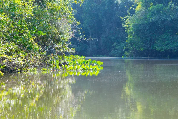 Panorama Pantanal Región Humedales Brasileños Laguna Navegable América Del Sur — Foto de Stock