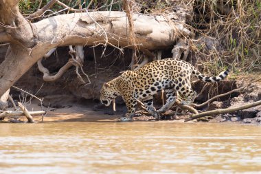 Brezilya, Pantanal 'dan nehir kenarındaki Jaguar. Vahşi Brezilya kedisi gibi. Doğa ve vahşi yaşam