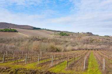 Üzüm bağları Tuscany Hills satırlarının. İtalyan tarım. Güzel manzara