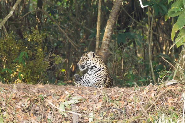 Jaguar Березі Річки Від Пантанал Бразилія Дикі Бразильський Котячих Природа — стокове фото