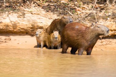 Sürüsü Capibara nehir üzerinde Pantanal, Brezilya. Brezilya yaban hayatı. Hydrochoerus hydrochaeris
