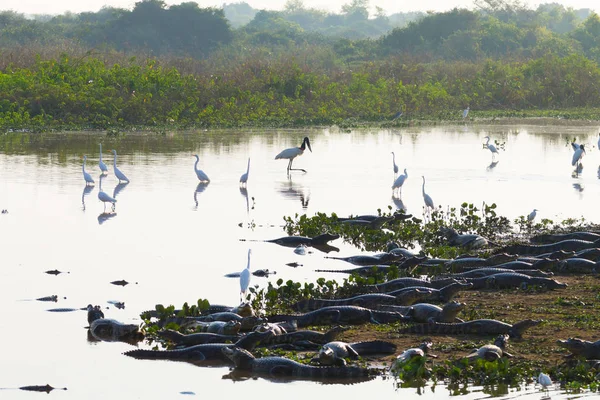 Güzel Pantanal Manzarası Güney Amerika Brezilya Doğa Vahşi Yaşam Ünlü — Stok fotoğraf