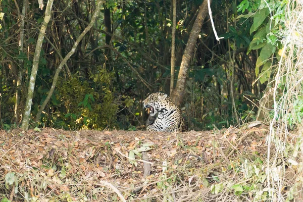Jaguar Sur Rive Pantanal Brésil Félin Brésilien Sauvage Nature Faune — Photo