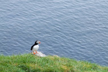 Doğu İzlanda, Borgarfjordur fiyortundan Atlantik martısı. İzlanda yaban hayatı. Sıradan martı. Kardeş arktika