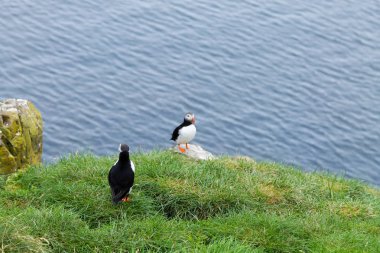 Doğu İzlanda, Borgarfjordur fiyortundan Atlantik martısı. İzlanda yaban hayatı. Sıradan martı. Kardeş arktika