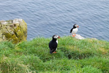 Doğu İzlanda, Borgarfjordur fiyortundan Atlantik martısı. İzlanda yaban hayatı. Sıradan martı. Kardeş arktika