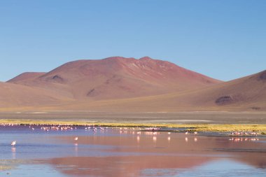 Laguna Colorada flamingolar, Bolivya. Platolarının flamingo. And yaban hayatı. Kırmızı lagoon