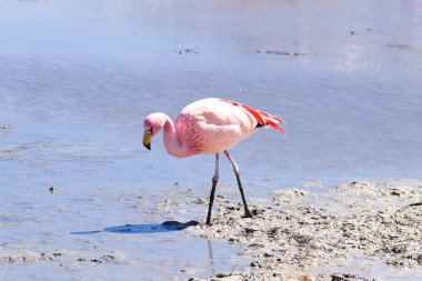 Laguna Hedionda flamingoları, Bolivya. Ve bir de vahşi yaşam. Bolivya gölü