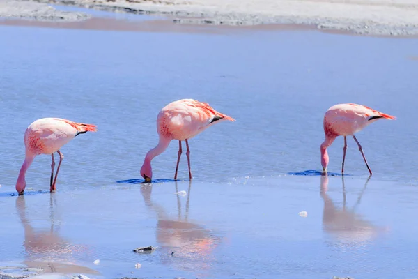Laguna Hedionda Flamingi Boliwia Andyjska Dzika Przyroda Laguna Boliwijska — Zdjęcie stockowe