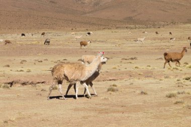 Bolivya Lama 'sı Andean Platosu, Bolivya' da çoğalıyor