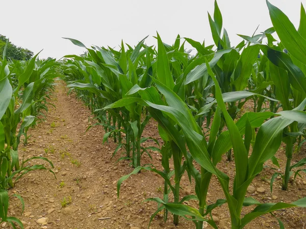 Pole Kukurydzy Włoski Rolnictwa Wiejski — Zdjęcie stockowe