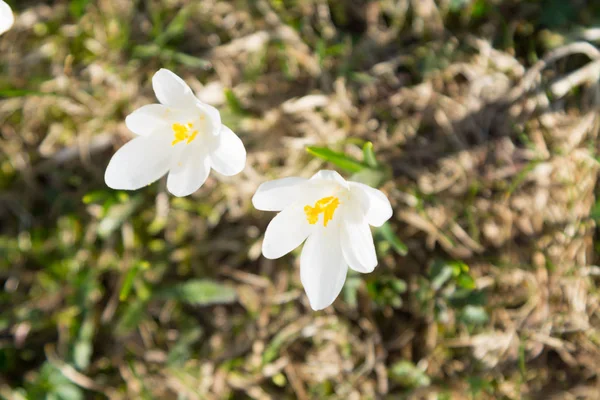 Primavera Pasqueflower Vicino Vista Dall Alto Del Fiore Fiori Montagna — Foto Stock