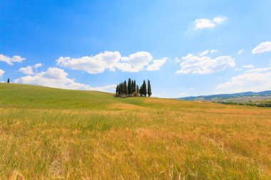 Val D'Orcia, İtalya - 06 Haziran 2017: Val d'Orcia selvi, Chianti, Tuscany görüntülemek.
