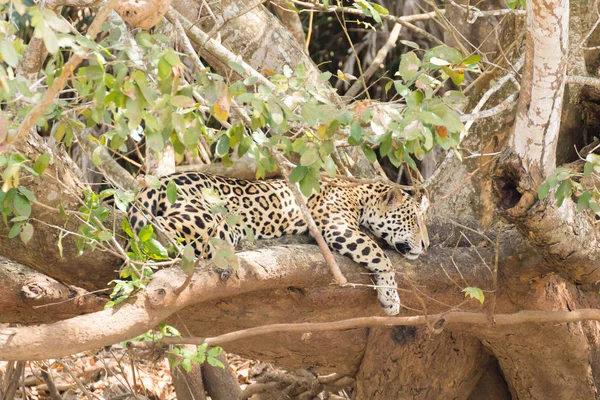 Jaguar Flodbredden Fra Pantanal Brasilien Vild Brasiliansk Kat Natur Dyreliv - Stock-foto