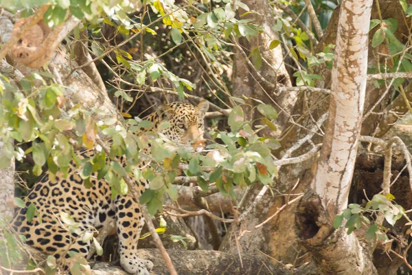 Jaguar Sulla Riva Del Fiume Pantanal Brasile Selvaggio Felino Brasiliano — Foto Stock