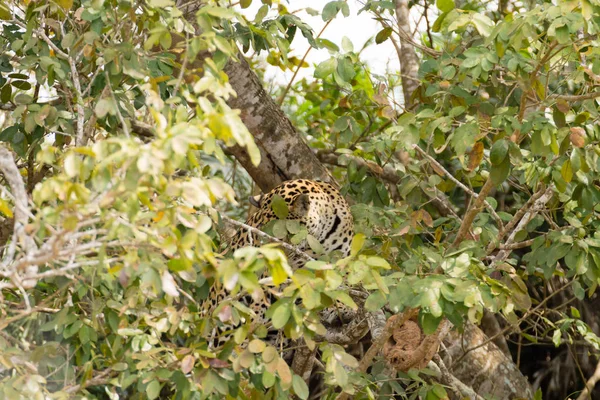 Jaguar Brzegu Rzeki Pantanal Brazylia Dziki Brazylijski Kociak Natura Dzika — Zdjęcie stockowe